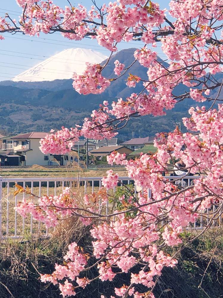 お出かけ先の画像 by キミさん | お出かけ先と河津桜と 富士山と 桜並木とキラキラ✨と川沿いの桜並木と満開とキレイ☆とピンク❤︎ピンクとさくら 桜 サクラともうすぐ春と綺麗な色♡と晴れと色がキレイとワクワク♡と穴場スポットと素敵と2020桜フォトコン