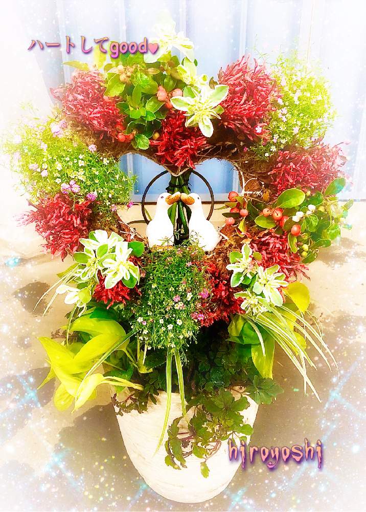 の画像 by hiroyoshiさん | 寄せ植えと花のある暮らしときれいなお花と防長っ子とリース