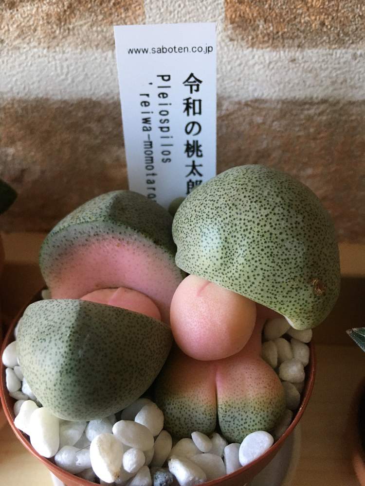 お出かけ先の画像 by ジェキルさん | お出かけ先と令和の桃太郎と多肉植物