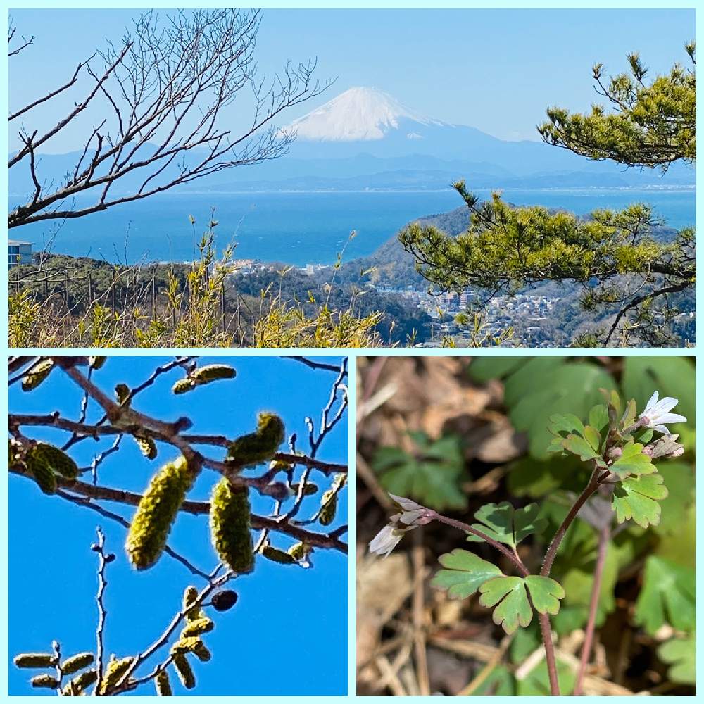 の画像 by らりるん♪さん | ヤシャブシとヒメウズとヤシャブシの雄花の実とマツと富士山と野草と山のある風景とらり♪野草と実を付けた植物フォトコン