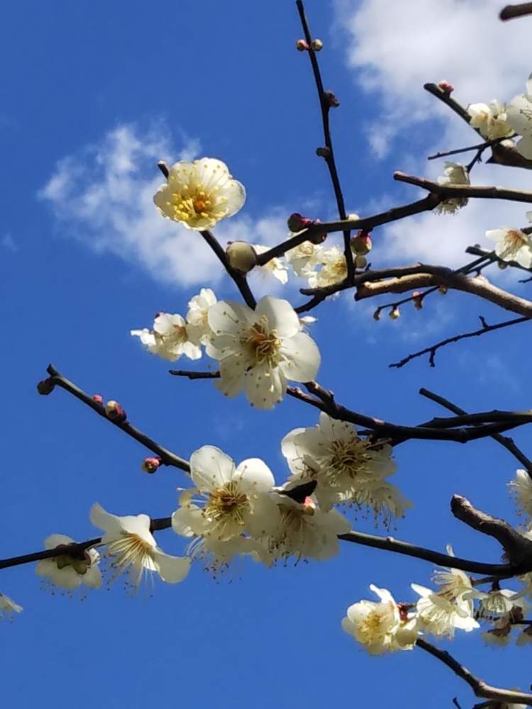 の画像 by うさぎYYさん | 春一番と実家の庭と白梅の花とうめのはな