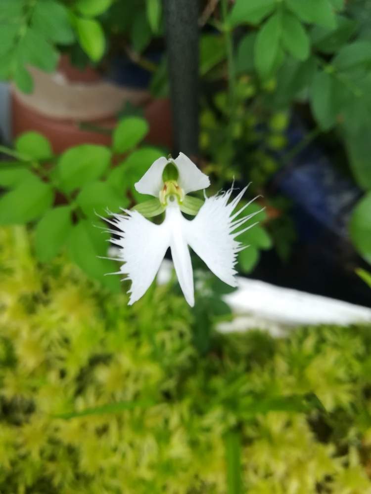 小さな庭の画像 by 阿南田零さん | 小さな庭とサギソウとPecteilis radiataと地生蘭と湿原の植物と蘭を楽しむフォトコンとサギソウ属とラン科とPecteilisと日本の蘭と湿生植物と山野草と湿性植物と夏の花と夏に咲く花と原種ランと花のある暮らしと白い花