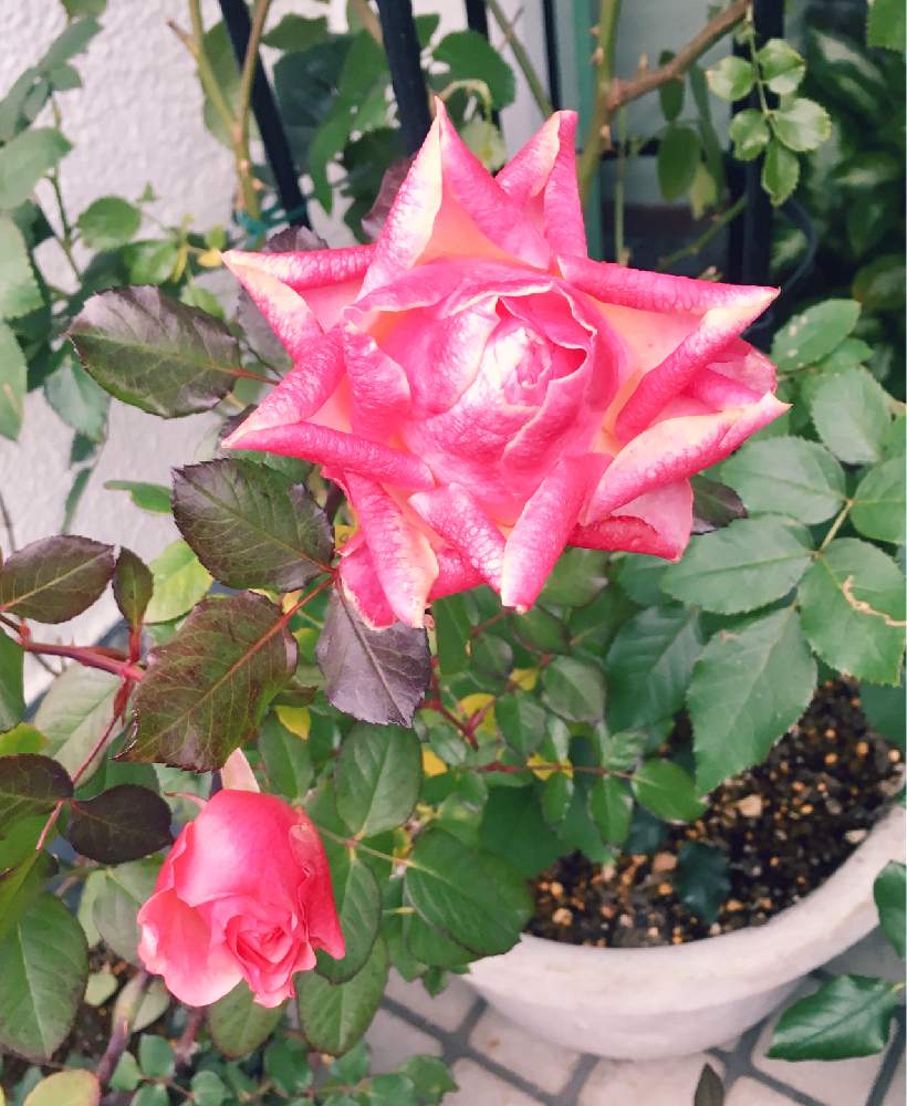 の画像 by みゃんさん | バラと植物からパワー❣️とピンクの花といい感じ☆とステキ☆とご近所さんちのお花と癒される~