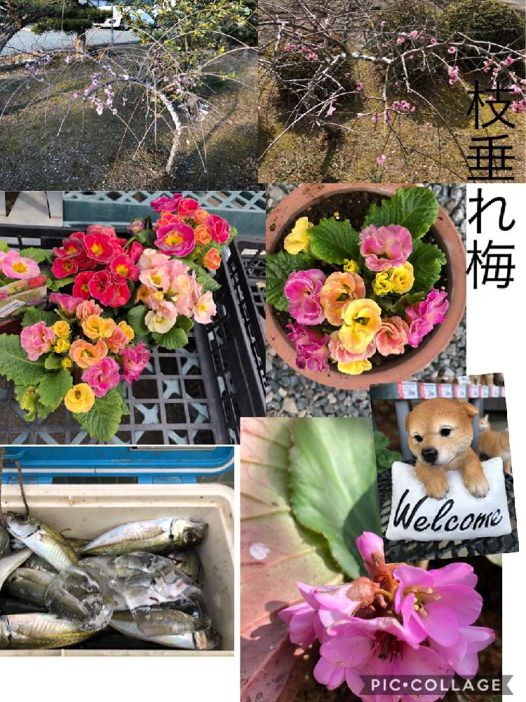 小さな庭の画像 by ピンクの山茶花さん | 小さな庭とジュリアンと枝垂れ梅。とつぼみとおでかけ先と蕾みシリーズと花のある暮らしとGSアダルトチーム
