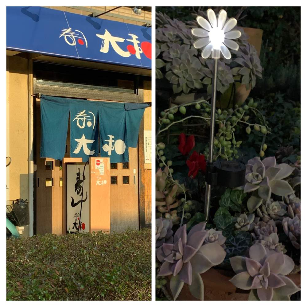 の画像 by ゆかりんさん | 多肉植物と夜の多肉と多肉女子と多肉寄せ植えとドライフラワー好き