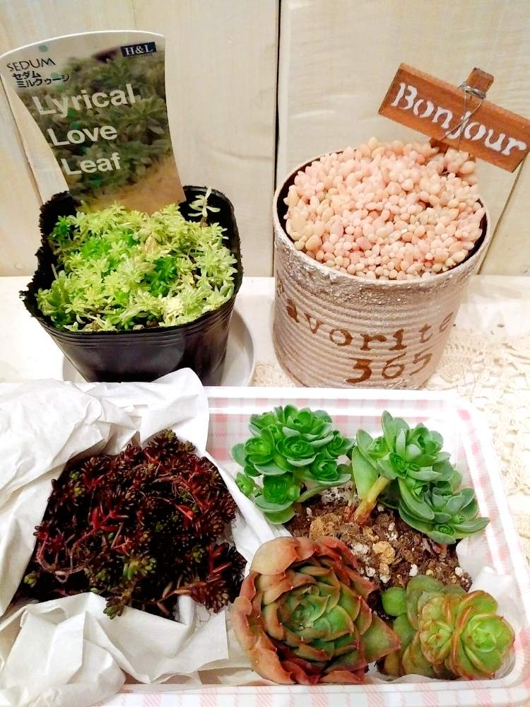 部屋の画像 by ちこりんさん | 部屋とセダム属と多肉植物とHTCとミルクゥージ☆とホワイトフロストとリメ缶 手作りリメイク缶とアエオニウム・ドドランタリスとバラと夢CLUBとnudaと多肉女子とたに倶楽部とリメ缶・リメ鉢と クリスマスローズと紅葉多肉と姫秀麗❤と花のある暮らしとHTC社員と多肉植物の紅葉とげんき!