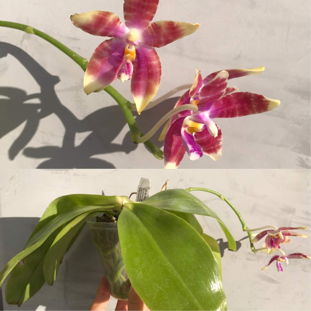 の画像 by さちこさん | Phal.Penang Girl × speciosa "Coffee"と世界らん展2020と洋蘭と蘭を楽しむフォトコンとラン科とファレノプシス属と着生蘭と洋ランと花のある暮らし