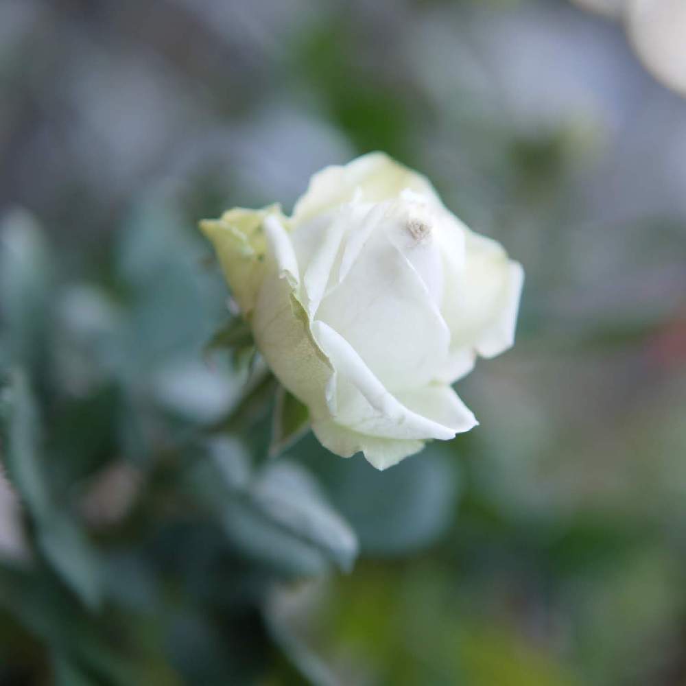 小さな庭の画像 by 由美子さん | 小さな庭と薔薇とミニバラ フォーエバーとみどりのある暮らしとゆみさんのバラ遊びとゆみさんちの庭あそびとLUMIX DMC - GF3とパナライカ25mmとミラーレス一眼と月曜日にはバラをと花のある暮らし