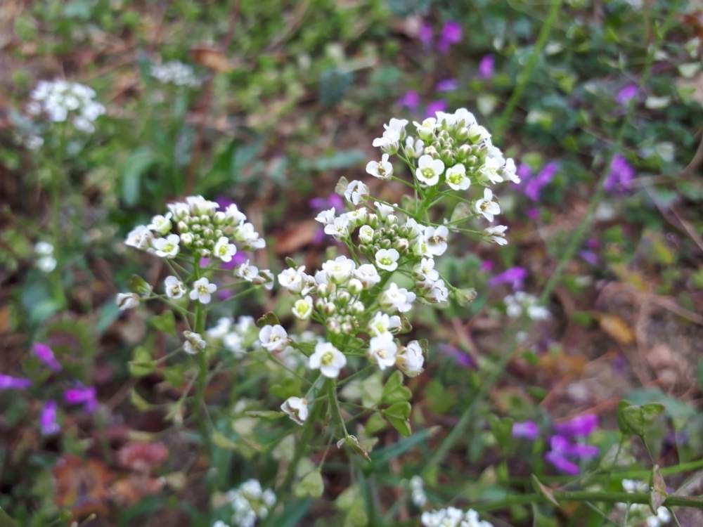 お出かけ先の画像 by きょうちゃんさん | お出かけ先と季節を感じる♪と野の花といつもありがとう♡としあわせあれとペンペン草と花のある暮らしと群馬県