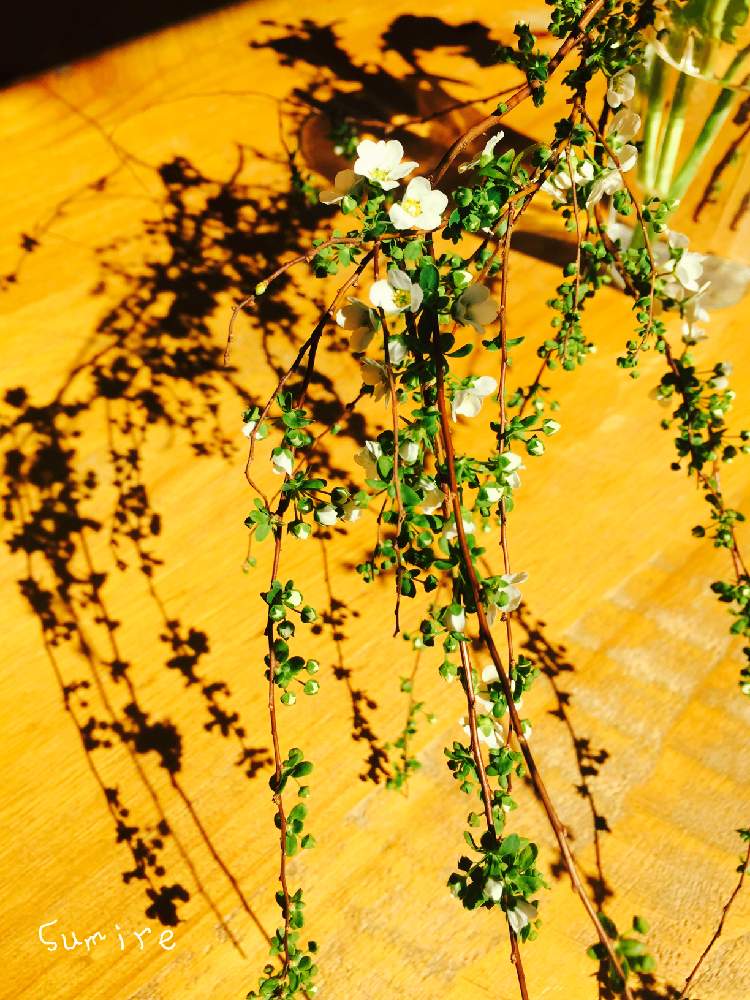 部屋の画像 by すみれさん | 部屋と 雪柳と白い雪柳と雪柳の影と白い植物フォトコン2020