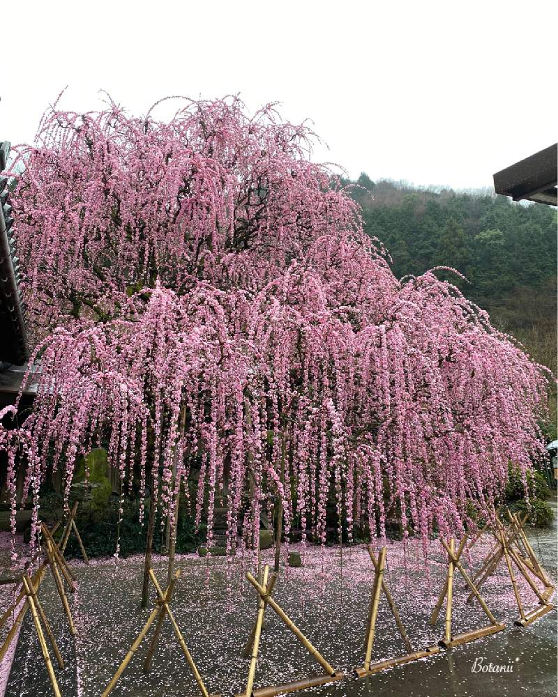 お出かけ先の画像 by Botanii*さん | お出かけ先としだれ梅と春を告げるお花と植物のある暮らしと私の癒しとしだれ梅*と南あわじ市 八木の枝垂れ梅と緑のある暮らしと八木のしだれ梅と花のある暮らしとピンク色のお花と淡路島とボタニカルライフと梅*