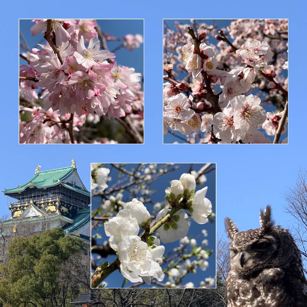 お出かけ先の画像 by Okavangoさん | お出かけ先と桃の花とさくら サクラ 桜とうめと三春色と大阪城公園の四季と冬・OSAKAと大阪城桃園と大阪城公園の梅林と大坂城と大阪城公園ともしかして春と城郭・天守閣と桜・もも・ピンクとアーティスティックフォトコンとGSお出かけネットと青・スカイブルー