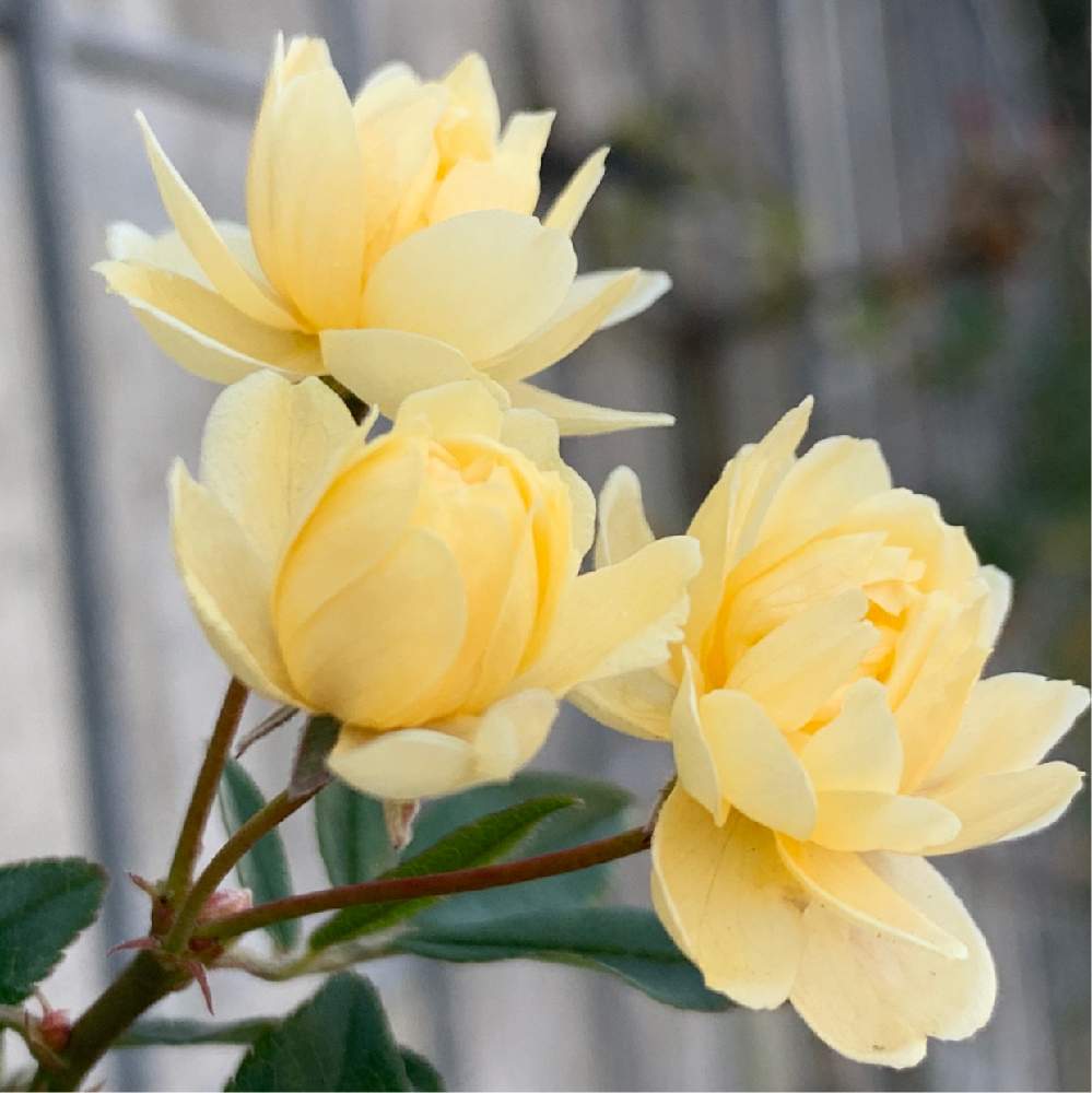 お出かけ先の画像 by Okavangoさん | お出かけ先とばら バラ 薔薇と薔薇愛同盟と薔薇に魅せられてと冬・OSAKAと黄・き・イエローと1/100万本の薔薇と薔薇♪ともしかして春とGSお出かけネットと大阪中之島バラ園