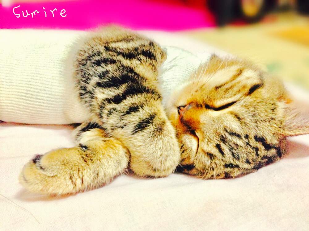 部屋の画像 by すみれさん | 部屋と手術後の子猫と子猫の手術後の様子と子猫の避妊手術