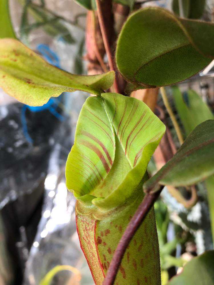 寝室の画像 by レポートを書き込んでいますさん | 寝室とネペンテス 交配種と食虫植物とネペンテス属と食虫植物のある暮らしと食虫植物・ウツボカズラとネペンテス交配種と珍奇植物とウツボカズラ属と食虫植物広め隊