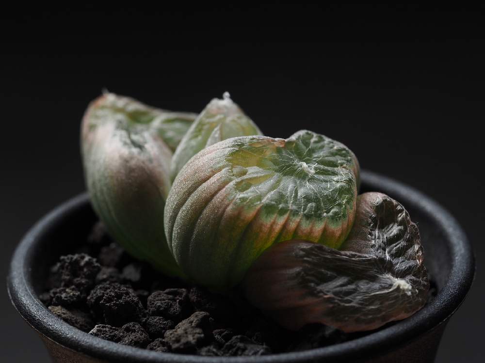 部屋の画像 by Tenさん | 部屋とブルビネ属 メセンブリアントイデスと多肉植物とブルビネ属と植物のある暮らしと多肉植物のある暮らしとコーデックスとCaudexと塊根植物と成長記録とアートなTen写と珍奇植物とTen'sコーデックスとアーティスティックフォトコンとビザールプランツ