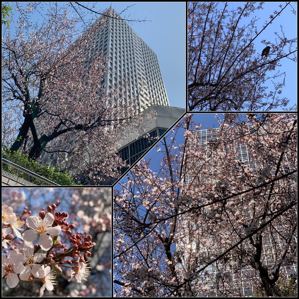お出かけ先の画像 by Okavangoさん | お出かけ先と紅葉李(べにばすもも)と冬・OSAKAと毎度!おおさかとWonderful JAPANともしかして春と桜・もも・ピンクとGSお出かけネットと青・スカイブルー