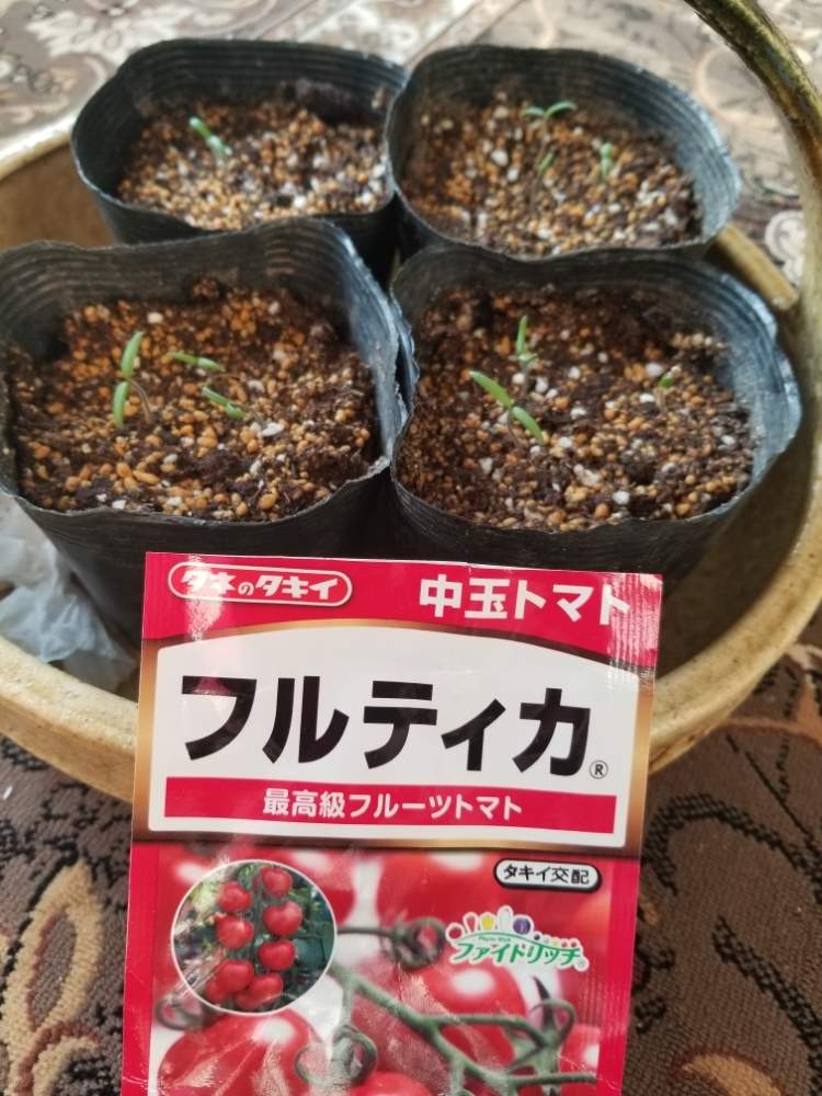 窓辺の画像 by 涼ガーデンさん | 窓辺とトマトと中玉トマト フルティカと 中玉トマトとお野菜と自家栽培の野菜達とプランター野菜とホームハイポニカと相談と水耕栽培と窓辺ガーデンと窓辺 リビングと自家製野菜とお部屋ガーデンと家庭菜園奮闘日記