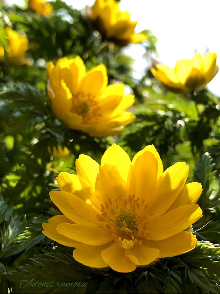 の画像 by マリさん | 福寿草とMM園芸部と植中毒と実家の庭シリーズと花のある暮らしとトゲのない暮らしと春を告げる花