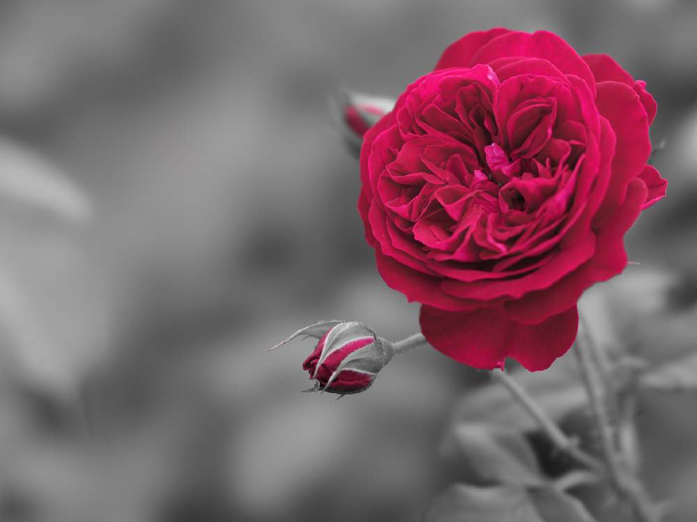 小さな庭の画像 by あおねこさん | 小さな庭とバラとバラ マイローズと薔薇愛同盟とアーティスティックフォトコン