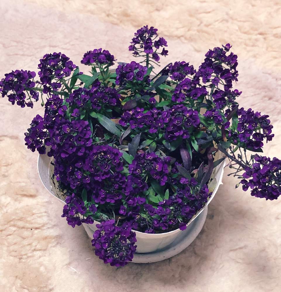 の画像 by akiさん | スイート アリッサムと爆買いしてしまった!と完全なる植中毒と2020・2・24