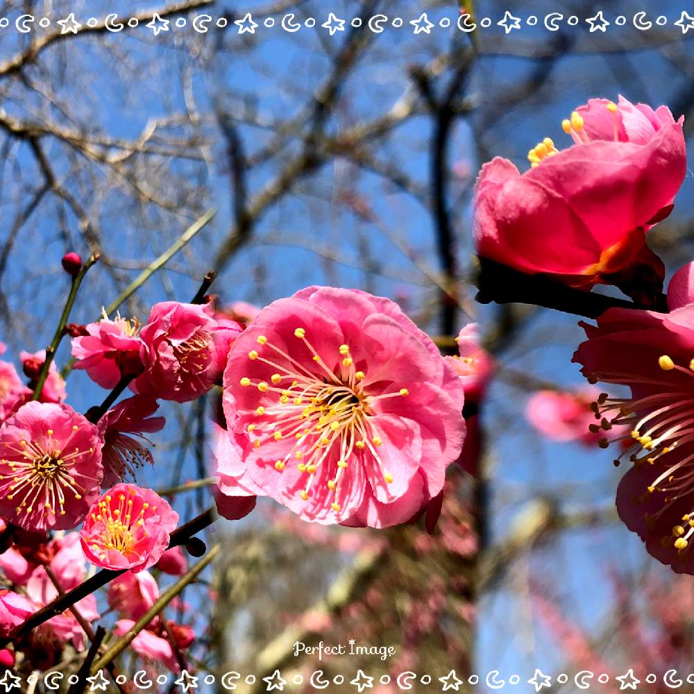 の画像 by 世津ちゃんさん | 大津市と滋賀県と叶匠寿庵 寿長生の郷