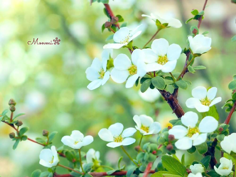 小さな庭の画像 by monmiさん | 小さな庭とちいさな幸せ♡と植中毒と緑のある暮らしと花のある暮らしと白い花とかわいいな♡と小花好き