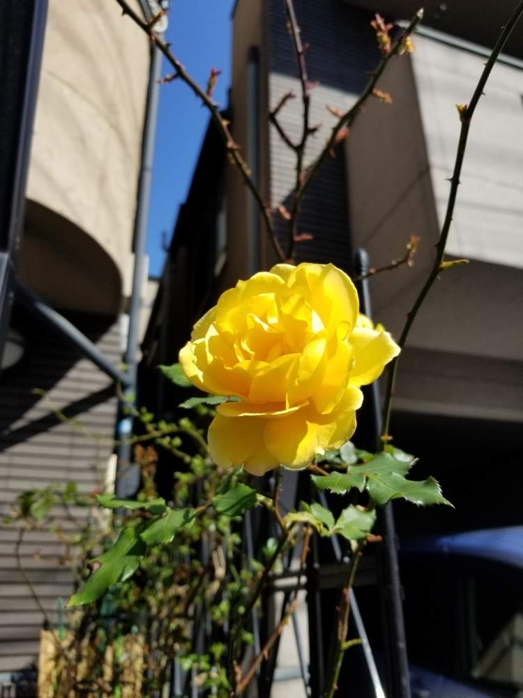小さな庭の画像 by ニワバラベラバラさん | 小さな庭とヘンリーフォンダとばら バラ 薔薇とバラの冬剪定と培養土を考える倶楽部とバラ 鉢植えと黄色と花ちゃん培養土と鉢ロザリアンと暖冬と花のある暮らしと薔薇♪とばら 薔薇 バラとバラ・ミニバラ