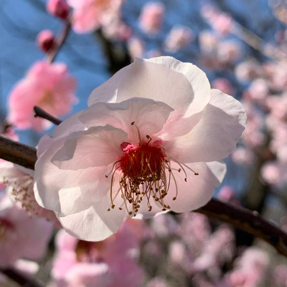 お出かけ先の画像 by Okavangoさん | お出かけ先とうめと冬・OSAKAと大阪城公園の梅林と大阪城公園ともしかして春と桜・もも・ピンクとアーティスティックフォトコンと三春色と青・スカイブルー