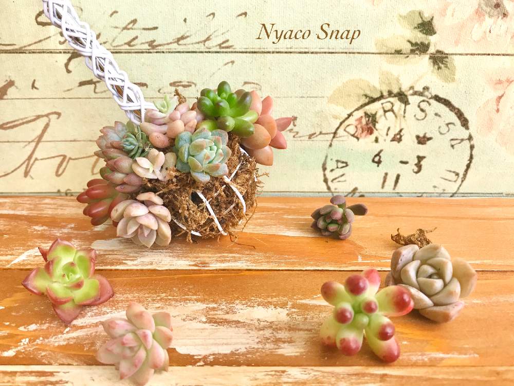 インテリアの画像 by nyacoさん | インテリアと多肉と雑貨の融合と多肉トピアリーと多肉の寄せ植えと多肉大好きと#多肉#多肉植物#たにくと多肉のある暮らしとエケベリア属と多肉女子とたにくにくにくとアンティークトレーと花のある暮らしとタニク初心者とタニクちゃんと多肉植物 エケベリアとトピアリーと多肉植物 多肉の有るくらし