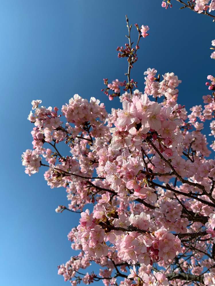 お出かけ先の画像 by aibonさん | お出かけ先とさくら サクラ 桜と開花とつぼみ発見!と初心者と植欲旺盛とお花見