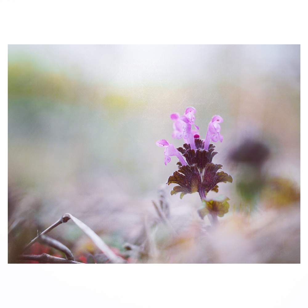 畑の画像 by Tenさん | 畑とホトケノザと植物のある暮らしとファインダー越しの私の世界と野草とお写ん歩と身近にあるボタニカルスポットとシソ科とオドリコソウ属と雑草と成長記録とアートなTen写と花のある暮らしとアーティスティックフォトコン