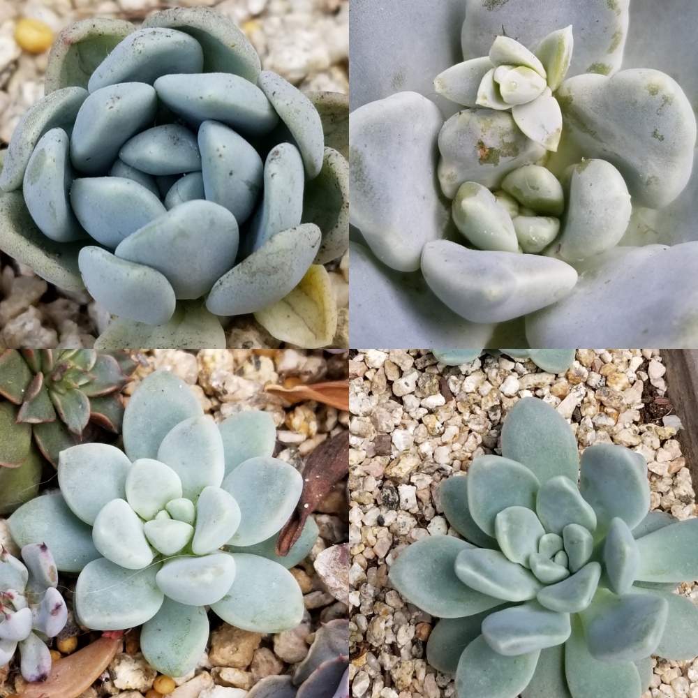の画像 by あぬびすさん | パキベリア ファビリスと多肉中毒と多肉植物とパキベリア属と多肉大好きとあぬびすの実生と多肉のある暮らしと多肉の花芽とタニラーと紅葉しない多肉とオリジナル交配種