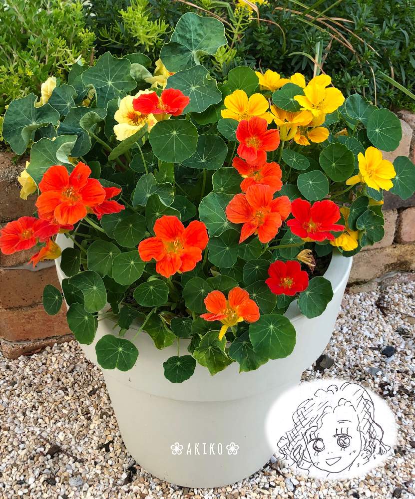 小さな庭の画像 by ⁂akiko⁂さん | 小さな庭とナスタチウムと花のある暮らし
