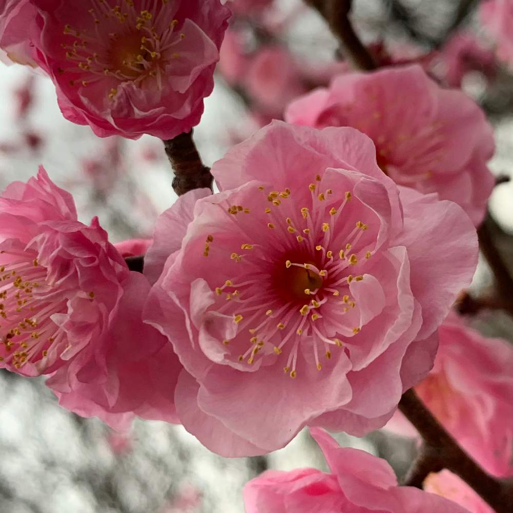 の画像 by Okavangoさん | うめと大阪城公園の四季と冬・OSAKAと大阪城公園の梅林とアーティスティックフォトコンともしかして春と桜・もも・ピンクと三春色