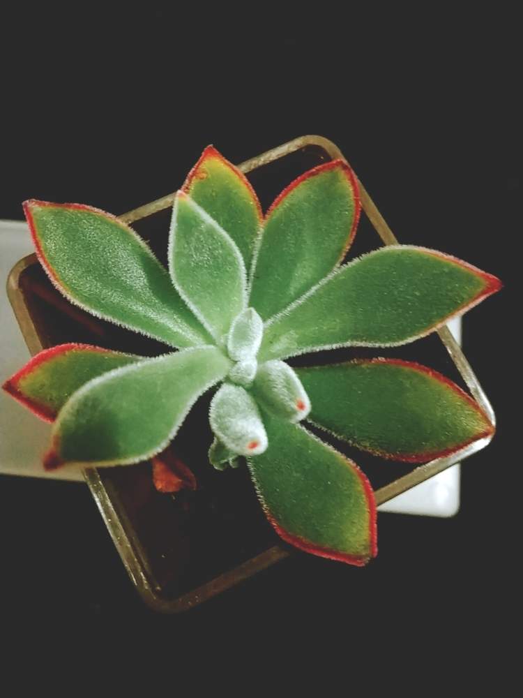 部屋の画像 by れおさん | 部屋と錦晃星とハムシーと多肉植物とダイソー多肉と100均多肉と相談と多肉女子