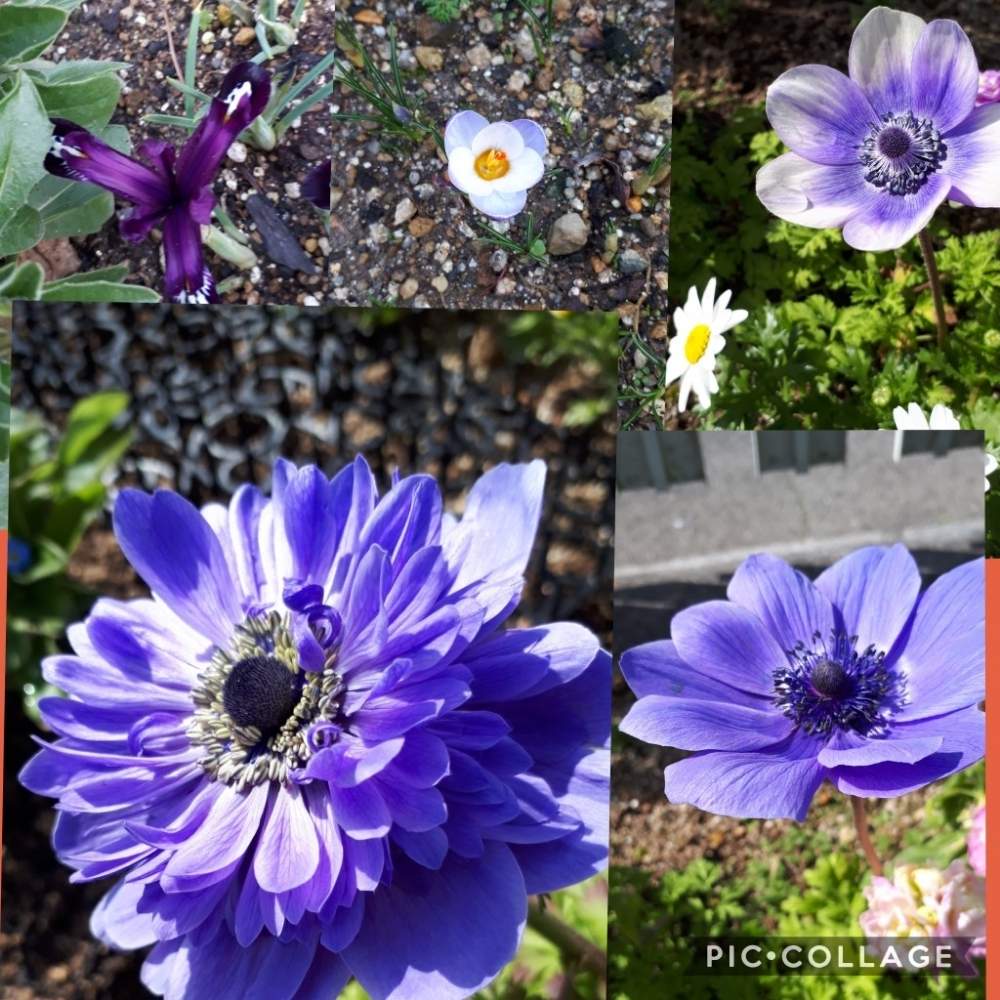 アプローチの画像 by Tomoさん | アプローチとロザリアン見習いと憧れの薔薇と雑貨大好き❤と花のある暮らしとたくさんの花が咲く庭にしたい。といいね♥ありがとうございます✨とチーム福岡