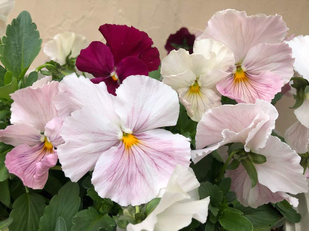 お出かけ先の画像 by **花ママ**さん | お出かけ先と今日も笑顔で♡と小さなしあわせ♡とビオラ・パンジーとピンクの花と@naturalと部員No248とお花が好き♡と可愛いと花のある暮らしとかわいいとかわいいな♡
