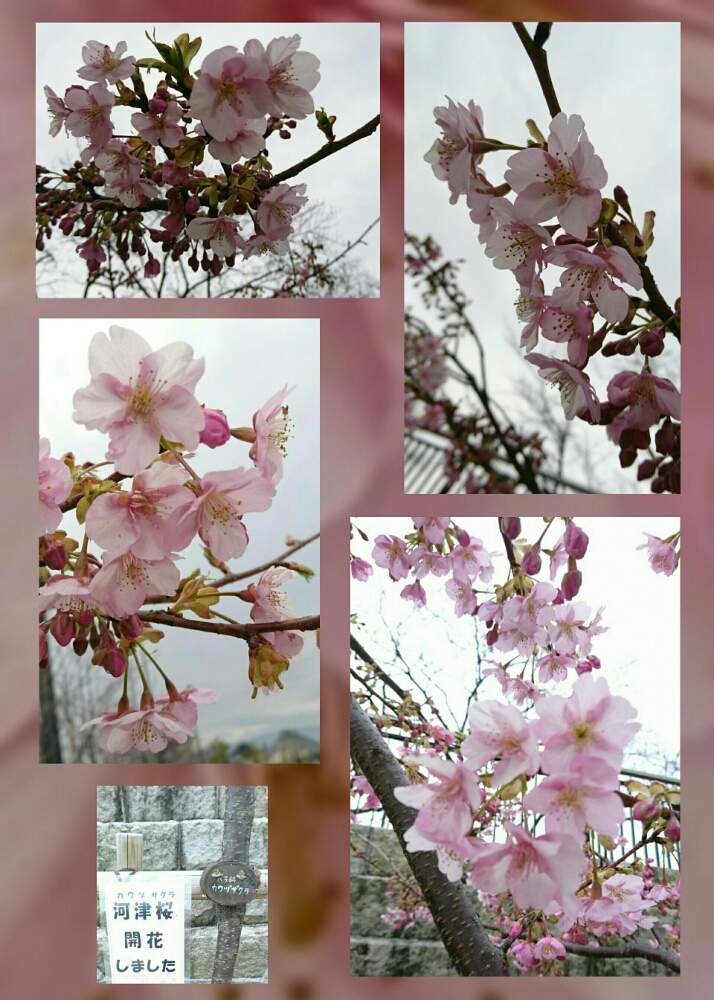 お出かけ先の画像 by SILVIAさん | お出かけ先とカワヅザクラと花のある暮らしと公園広場