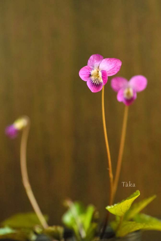 バルコニー/ベランダの画像 by タカさん | バルコニー/ベランダとニオイアリアケスミレとSIGMA dp3mと スミレと ビオラとFoveonとviolaと小さな花