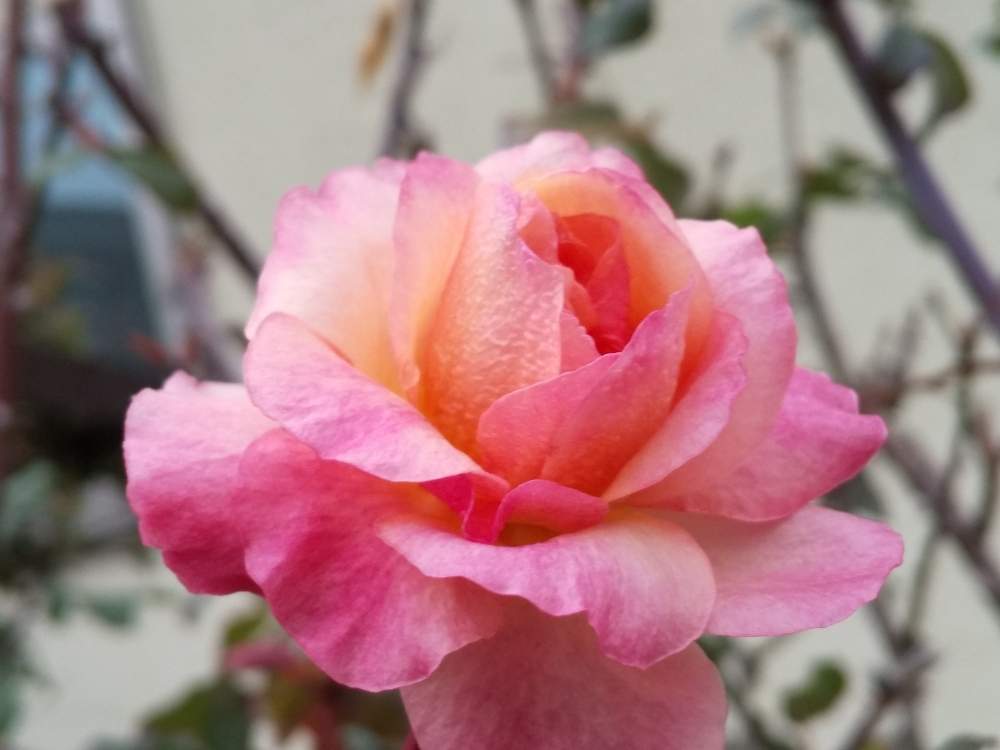 小さな庭の画像 by 陽だまりの中で……さん | 小さな庭と薔薇♡と頑張ったよ!