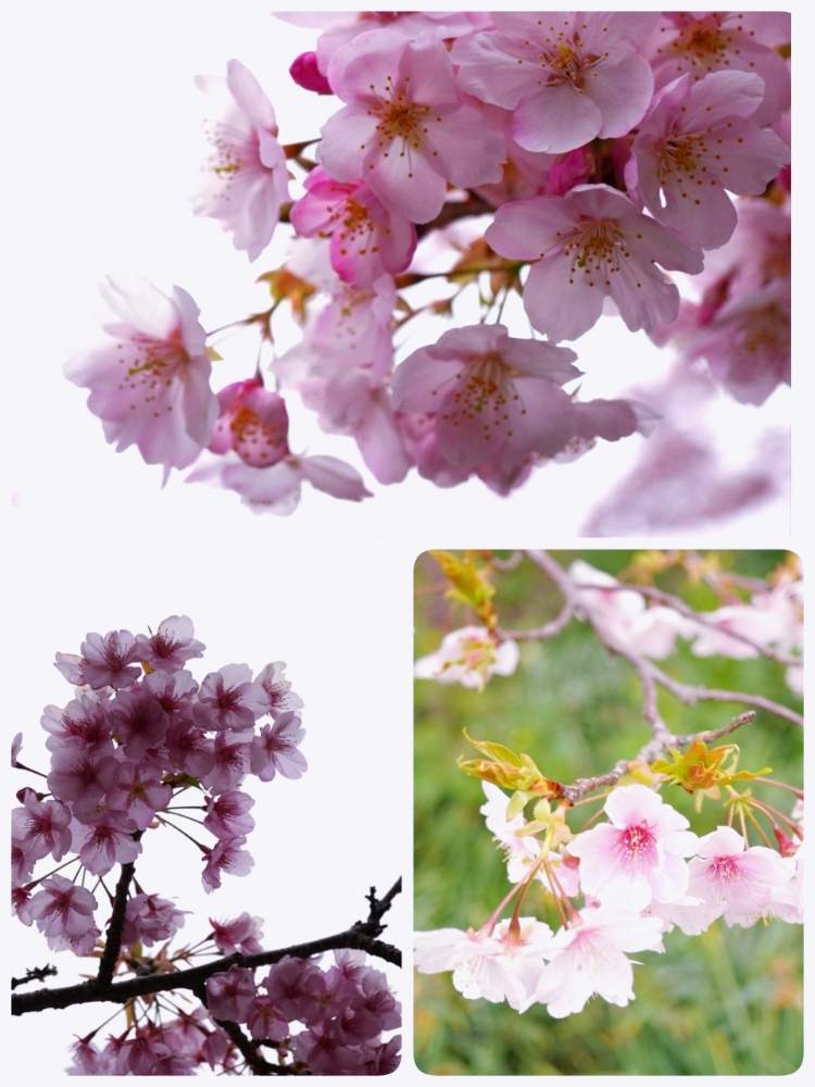 お出かけ先の画像 by そらさん | お出かけ先とさくら サクラ 桜とお花がいっぱいとありがとう♡とかわいい♡とピンク♡と美しいと自己大満足♡と桜祭り2020