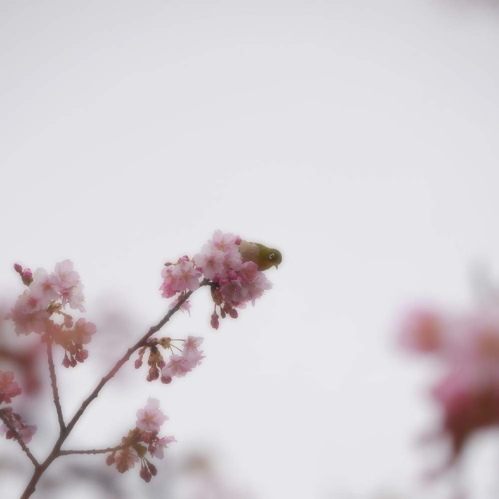 お出かけ先の画像 by 由美子さん | お出かけ先とさくら サクラ 桜と河津桜と桜なかま集めとみどりのある暮らしと桜祭り2020とLUMIX gf7とローカルカメラマンかな?!(笑)とミラーレス一眼と花のある暮らしとご近所さん