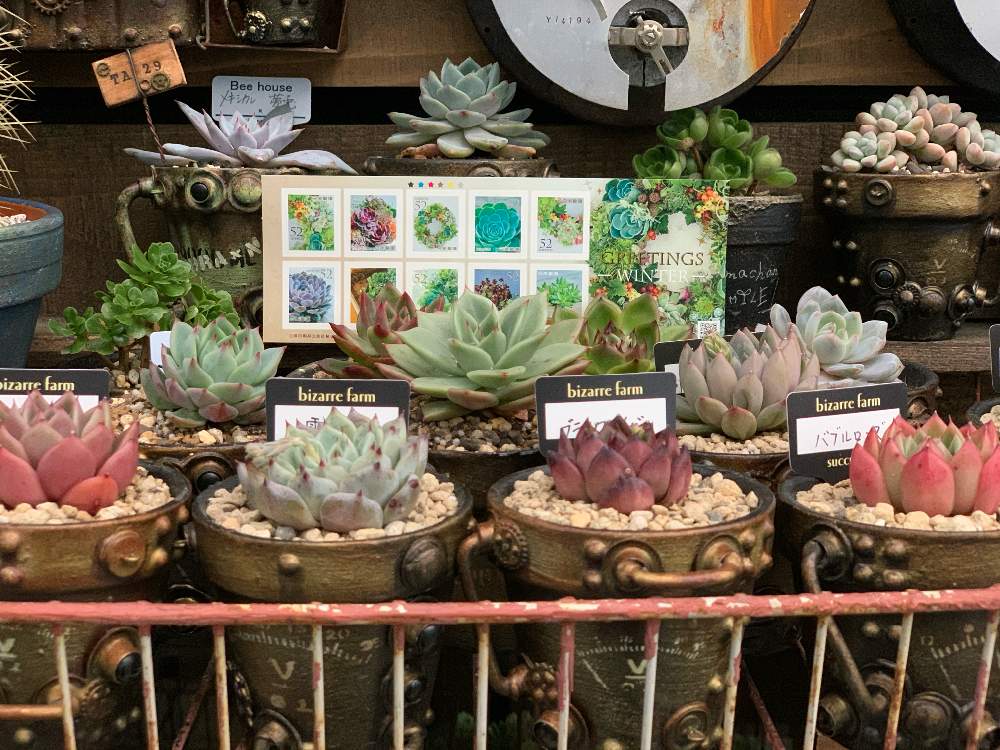 アプローチの画像 by Nomachanさん | アプローチと多肉植物とW投稿と繋がりに感謝と大好きな場所とJUNK Gardenと少しでも笑顔になってもらえますようにとスチパン缶と笑顔の源と癒し空間とみんな同じ空の下と錆錆とSabijyoとご縁に感謝とDIYとスチパン鉢と大切な宝物と多肉切手と植物が映えるものを作り隊とサビじょとインダストリアル