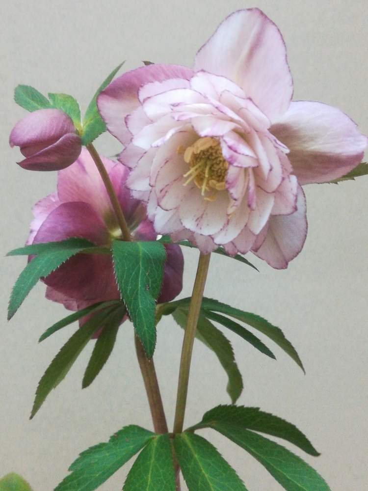 部屋の画像 by るるさん | 部屋とクリスマスローズ ウインターシンフォニーとピンクの花と綺麗と癒やしの時間と可愛いとガーデニングと花のある暮らしと クリスマスローズ