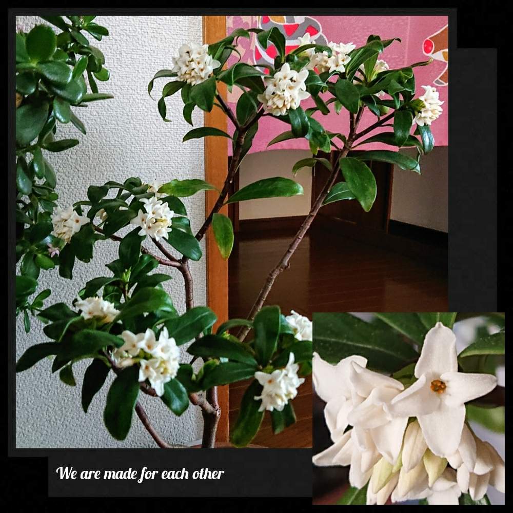 階段/廊下の画像 by Harkaさん | 階段/廊下とジンチョウゲと花はいいねぇと香る花と鉢植えと【こまち多肉部】と花のある暮らし
