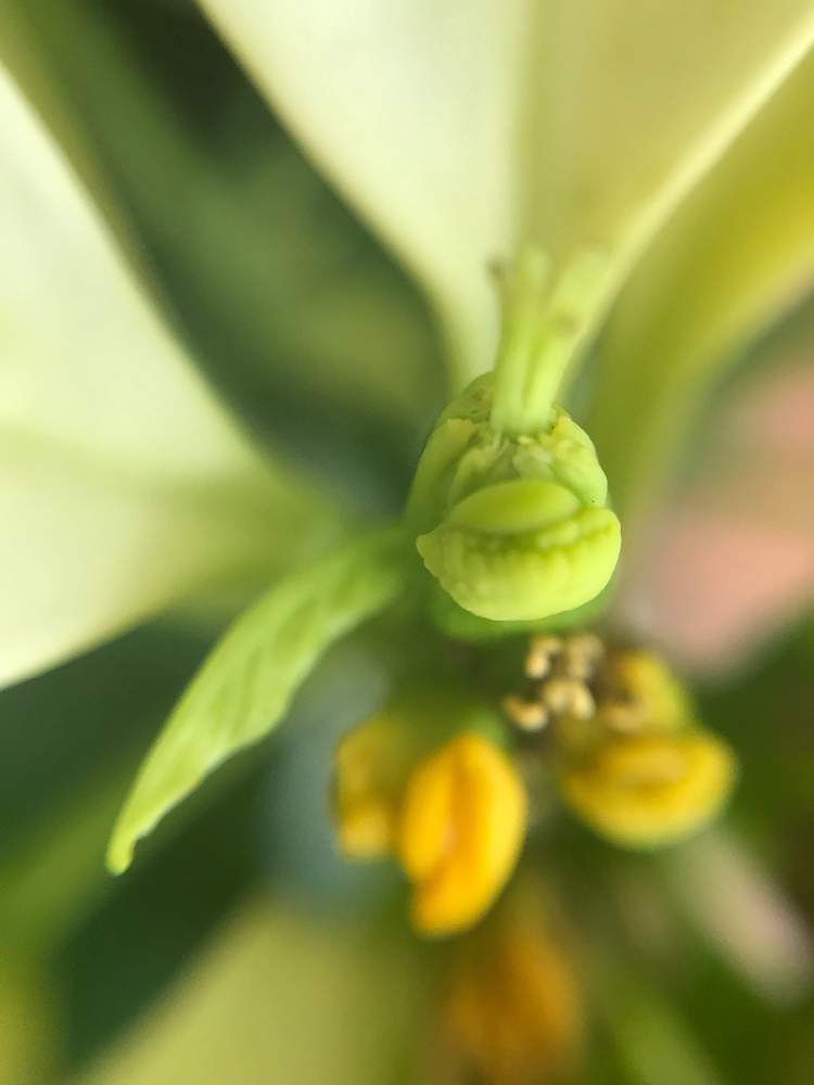 の画像 by nicoさん | ポインセチアとポインセチア アラスカと観葉植物とn⁂002とトウダイグサ科と成長記録とユーフォルビア属(観葉)