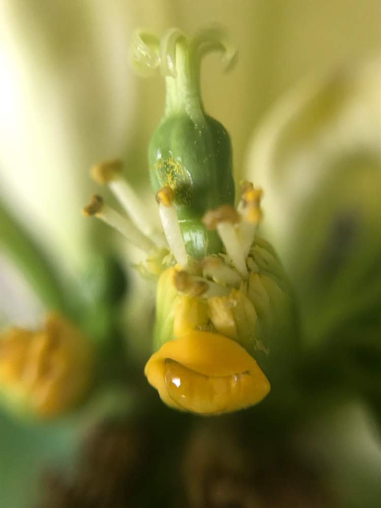 の画像 by nicoさん | ポインセチアとポインセチア アラスカと観葉植物とn⁂002とトウダイグサ科と成長記録とユーフォルビア属(観葉)