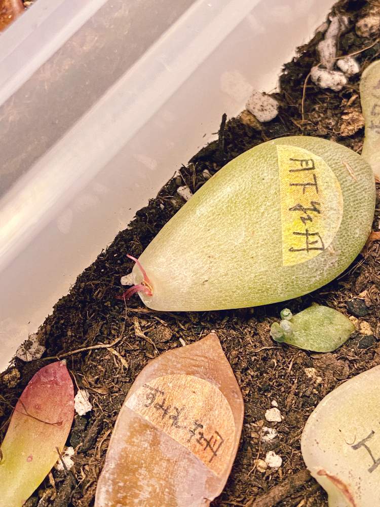 部屋の画像 by なおさん | 部屋と多肉植物いろいろと多肉植物と植物愛がとまらないとよろしくお願いしますと植物大好きとピンク❤︎ピンクと大好きと植中毒とふわふわシフォン土と根っことうれしい!と可愛いと葉挿しと根出し