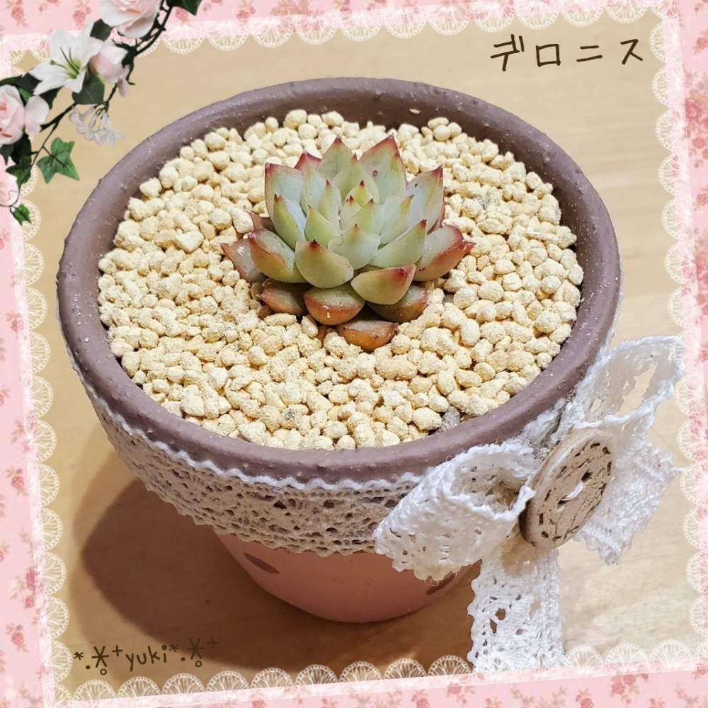 棚の画像 by *.∗̥⁺雪*.∗̥⁺さん | 棚と多肉中毒と多肉植物とI♥️TANIKUと多肉大好きとエケベリア デロニスと多肉植物が好きな人と繋がりたいとお気に入り♡とエケベリア好きと島根県と多肉植物のある暮らしと植中毒とUNICAと綺麗とエケベリア属と多肉女子とタニラーとかわいいな♡と多肉狩りとおひとり様とリメイク鉢